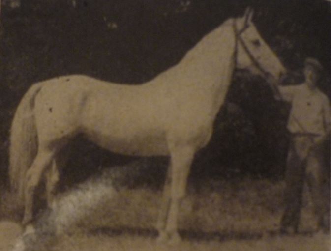 671 Neapolitano Zenta II