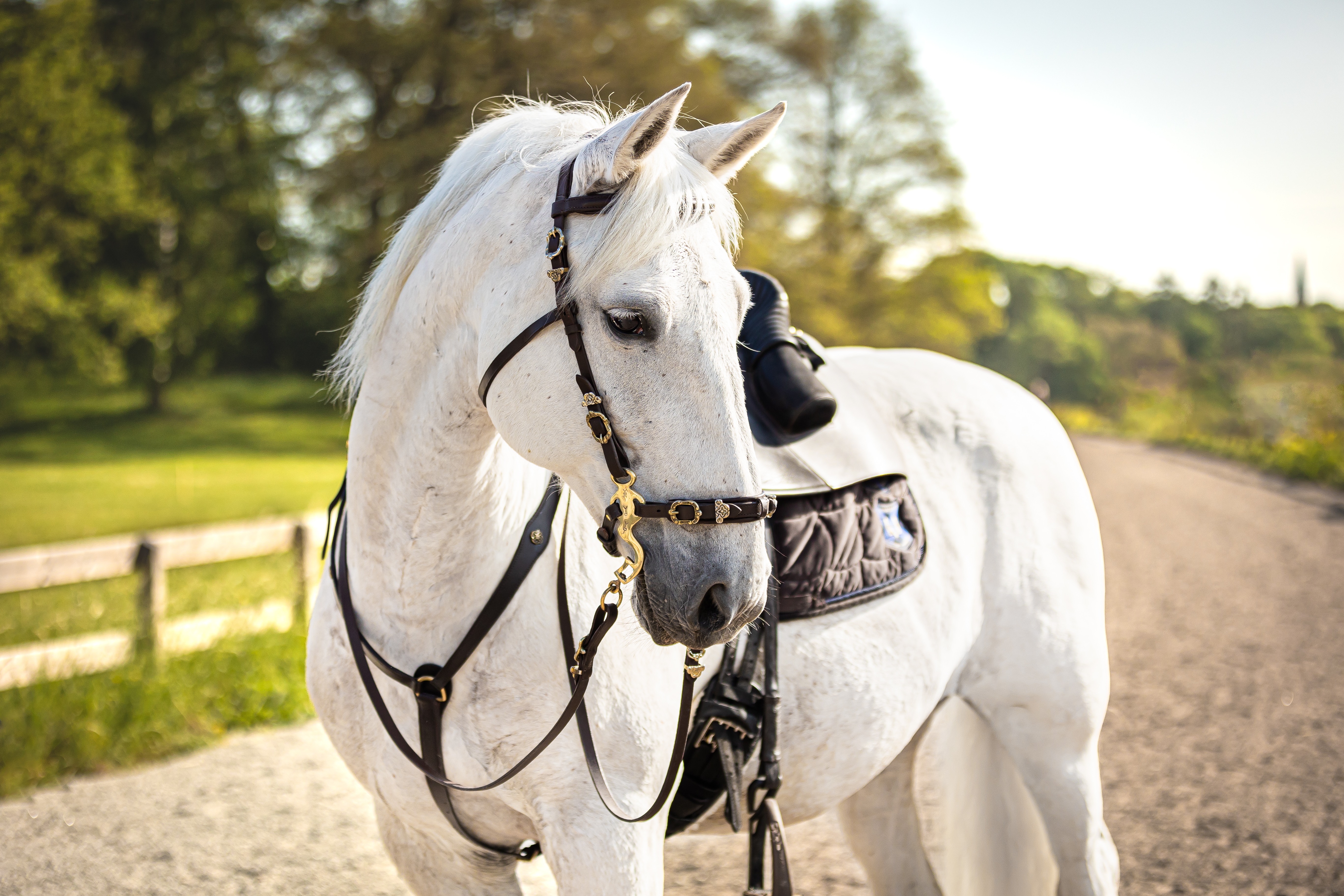 197 Maestoso Noblessa