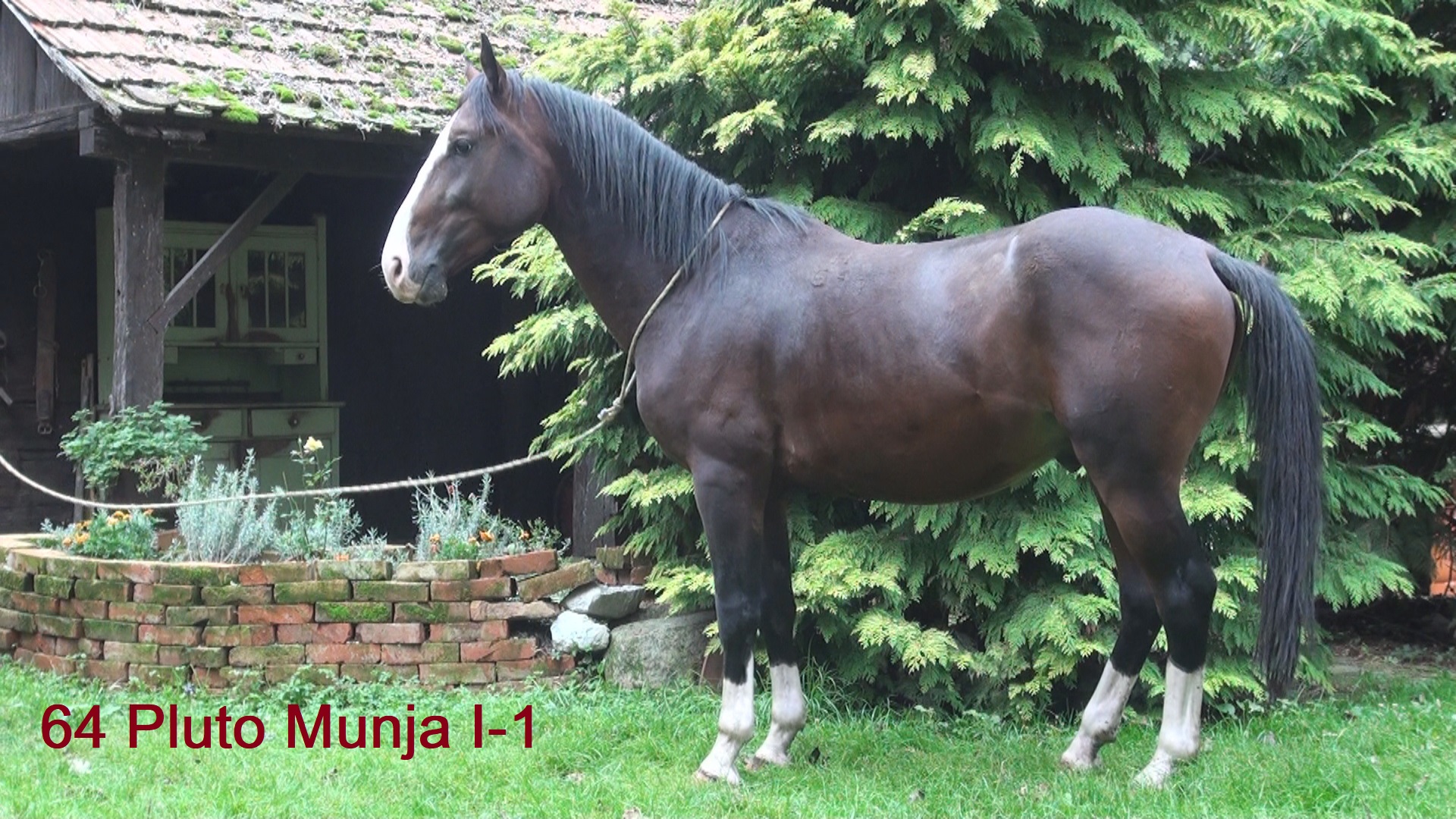 64 Pluto Munja I-1