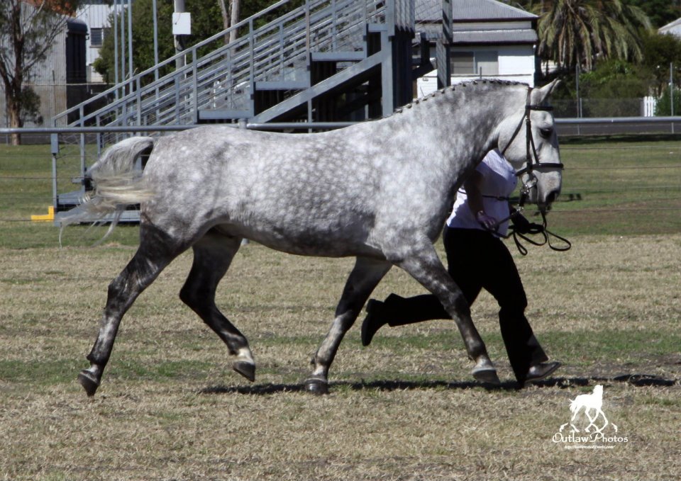 247 Pluto Sarita III