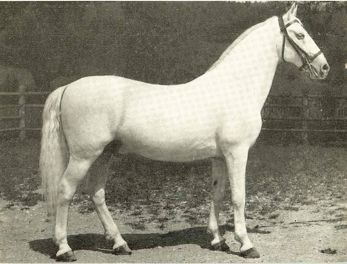 1543-24 Pluto V Presciana I