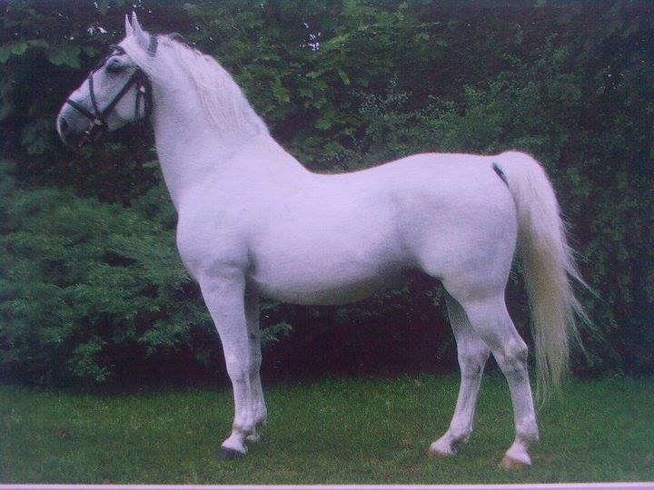 3457 Pluto X Timrava (P. VIII-5)