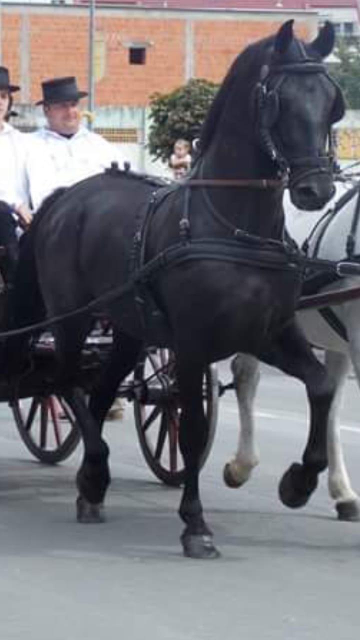 Siglavy Capriola Szirtes