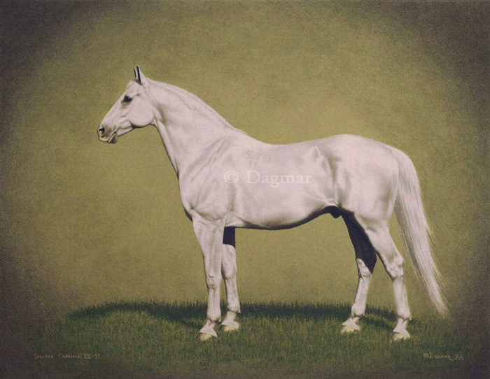 Siglavy Capriola VII-11