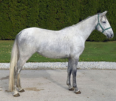 Siglavy Capriola XVI-35