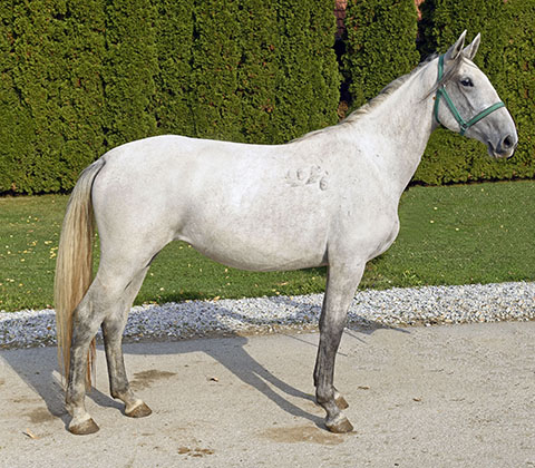 Siglavy Capriola XVI-36