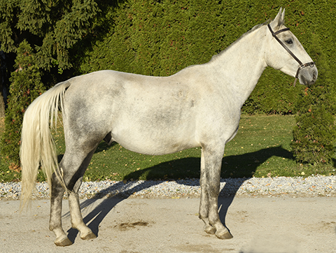 Siglavy Capriola XVI-37