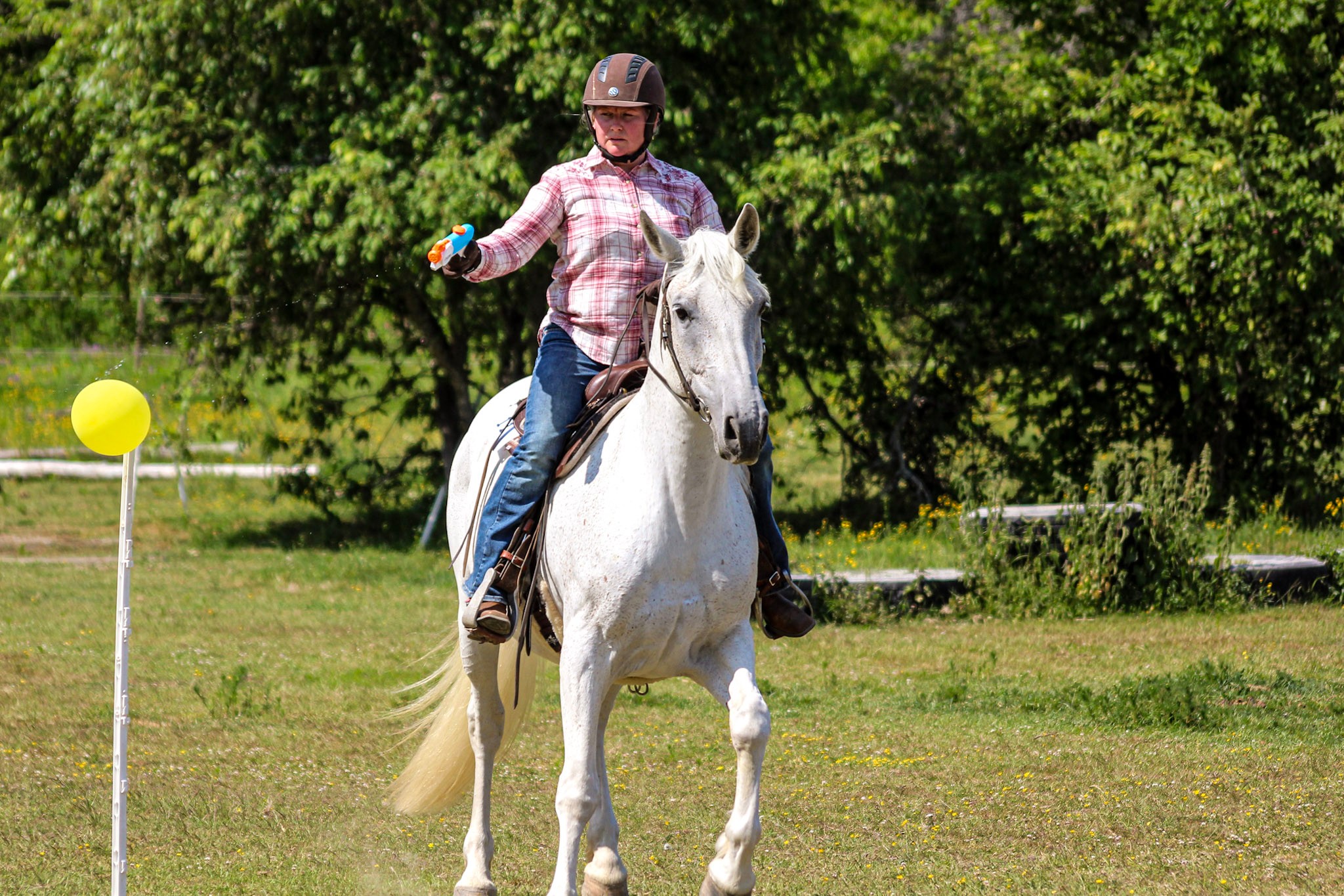 Siglavy Capriola Zara