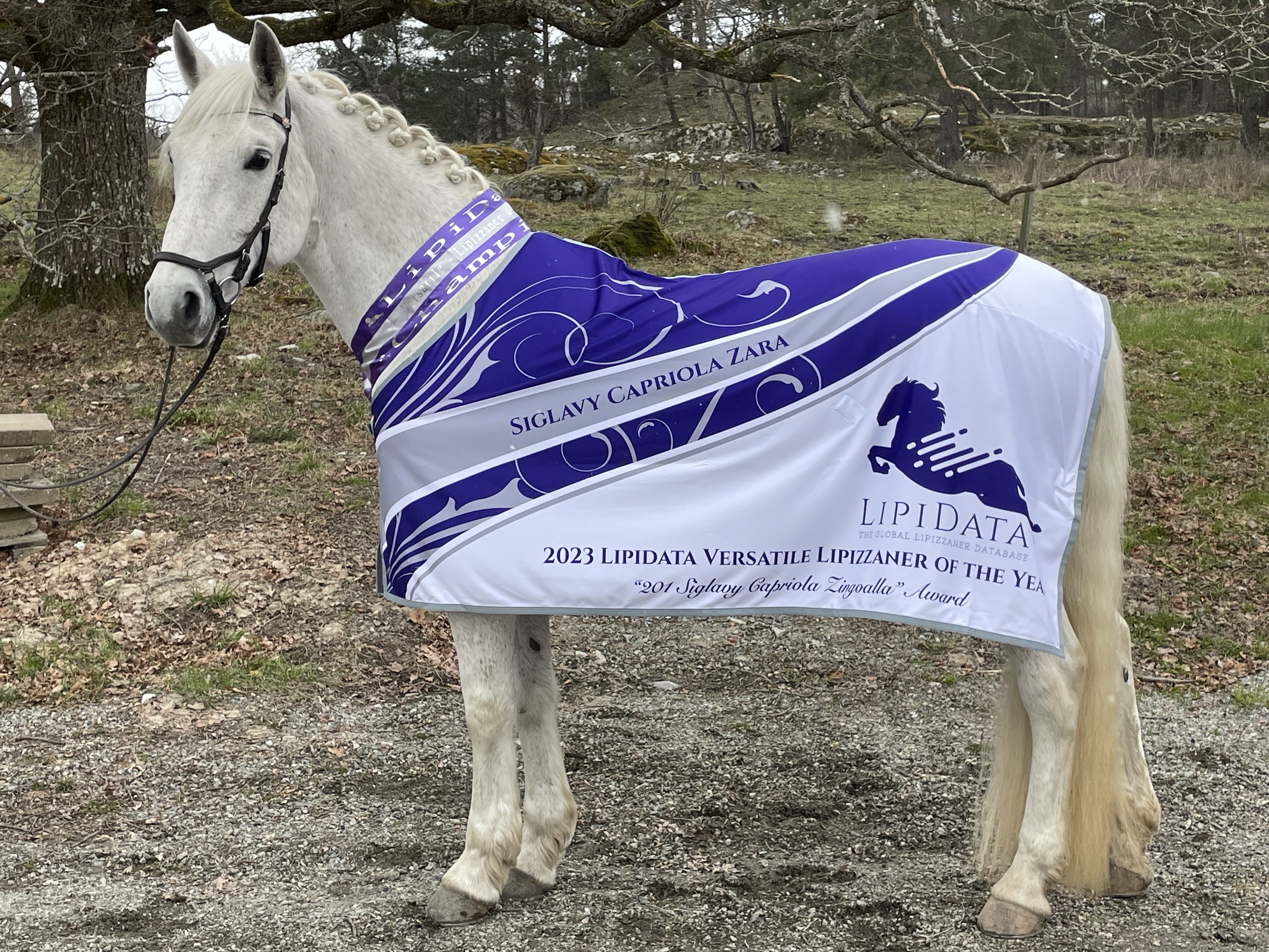 Siglavy Capriola Zara