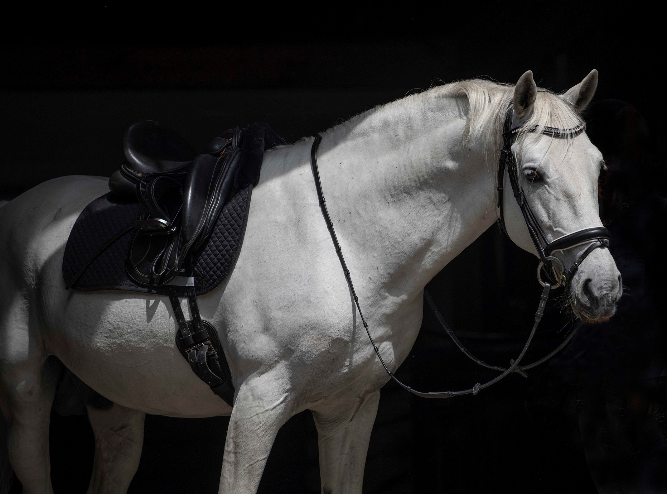 Siglavy Grazioso (S. XIV-2 SK)