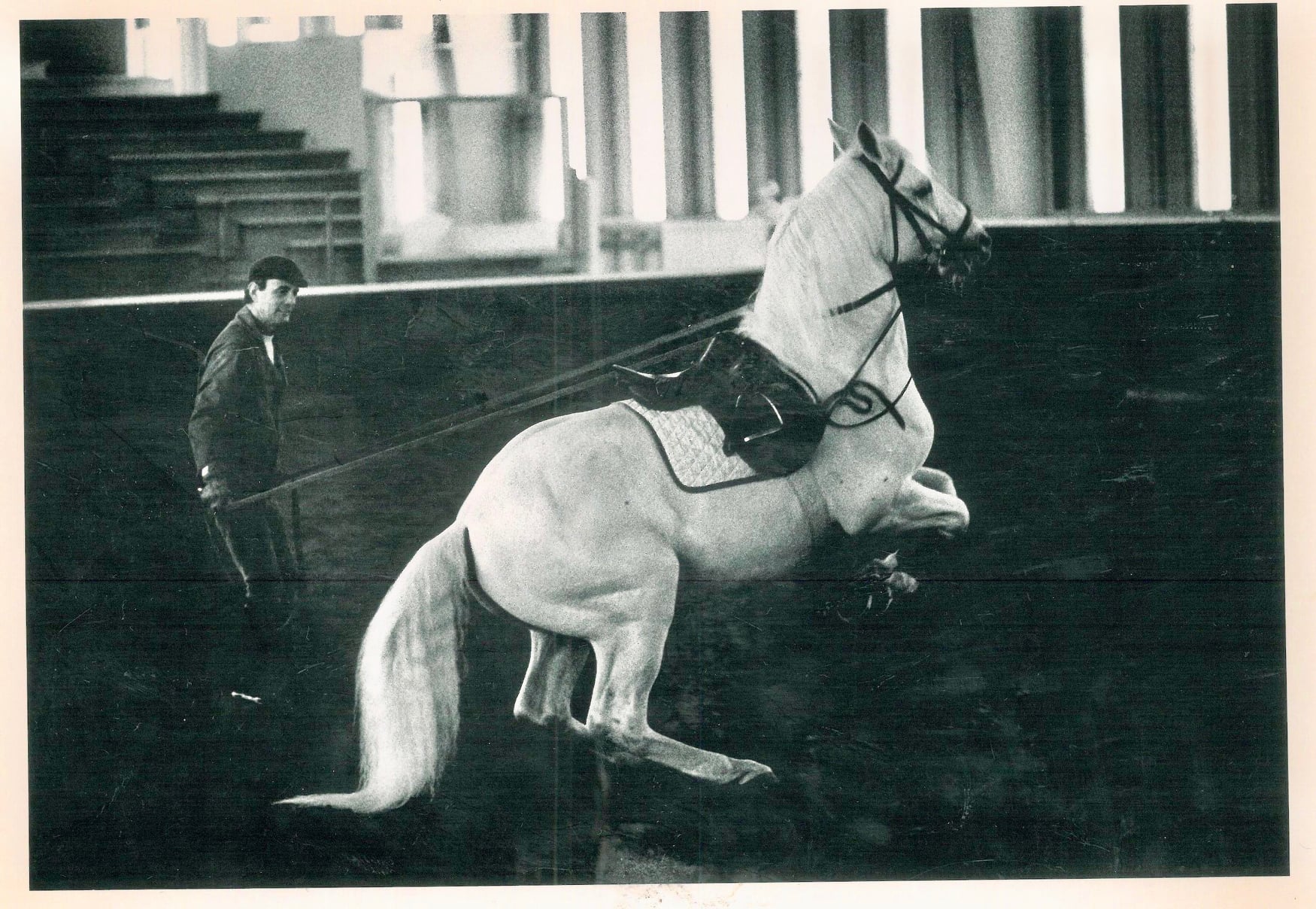 428 Siglavy IV Damita