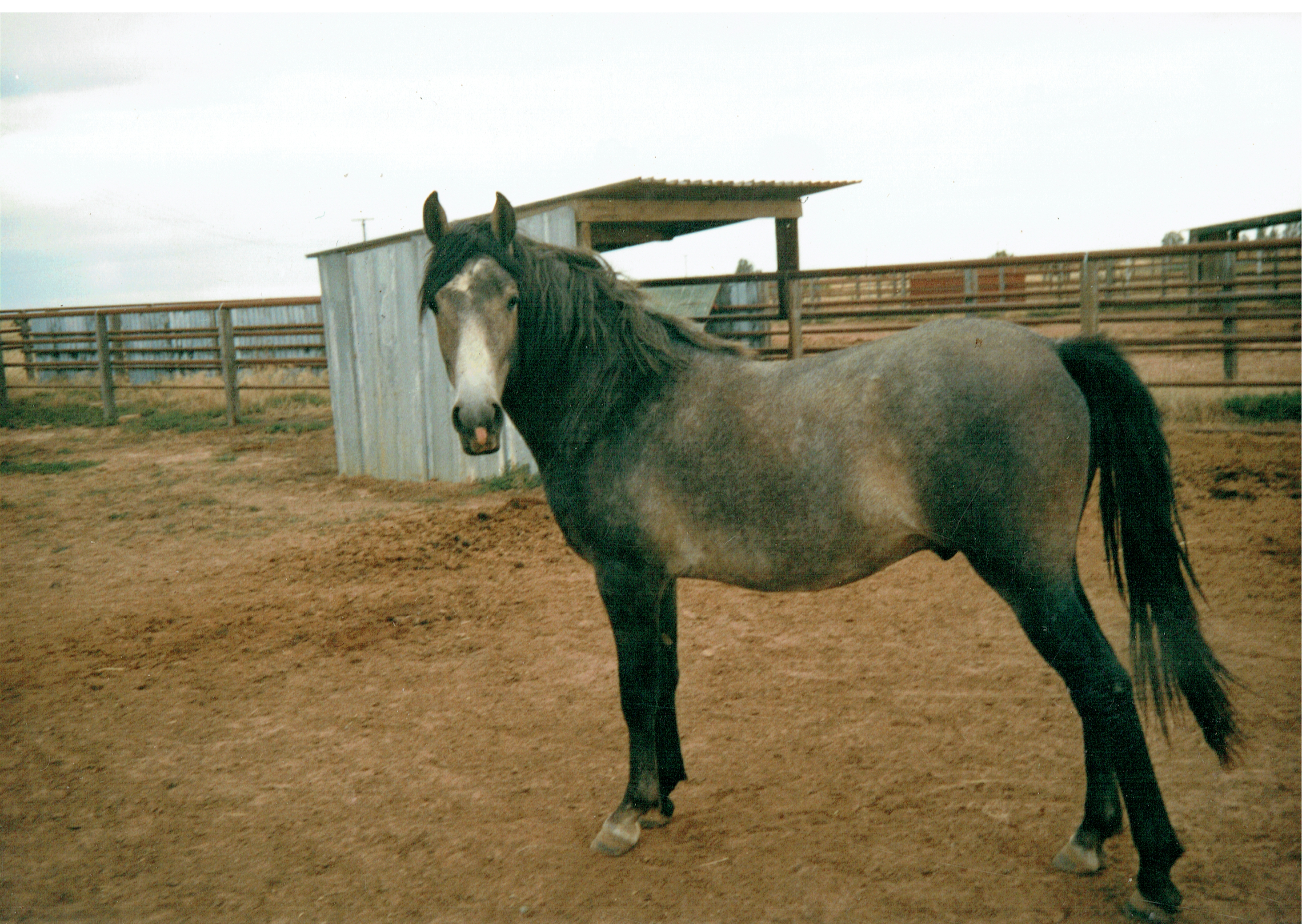 101 Siglavy Incitato I