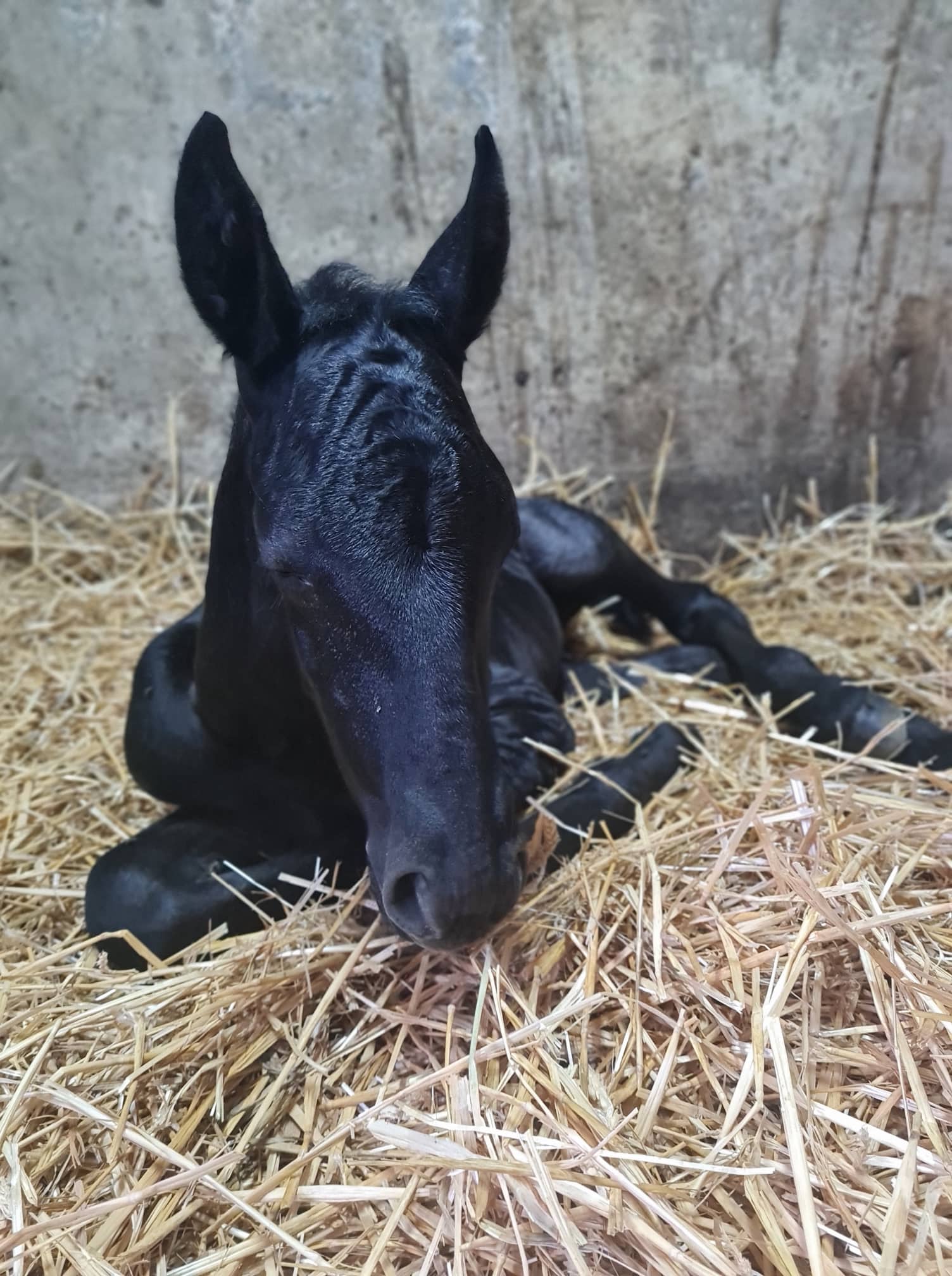 Siglavy Krabbe XII-1