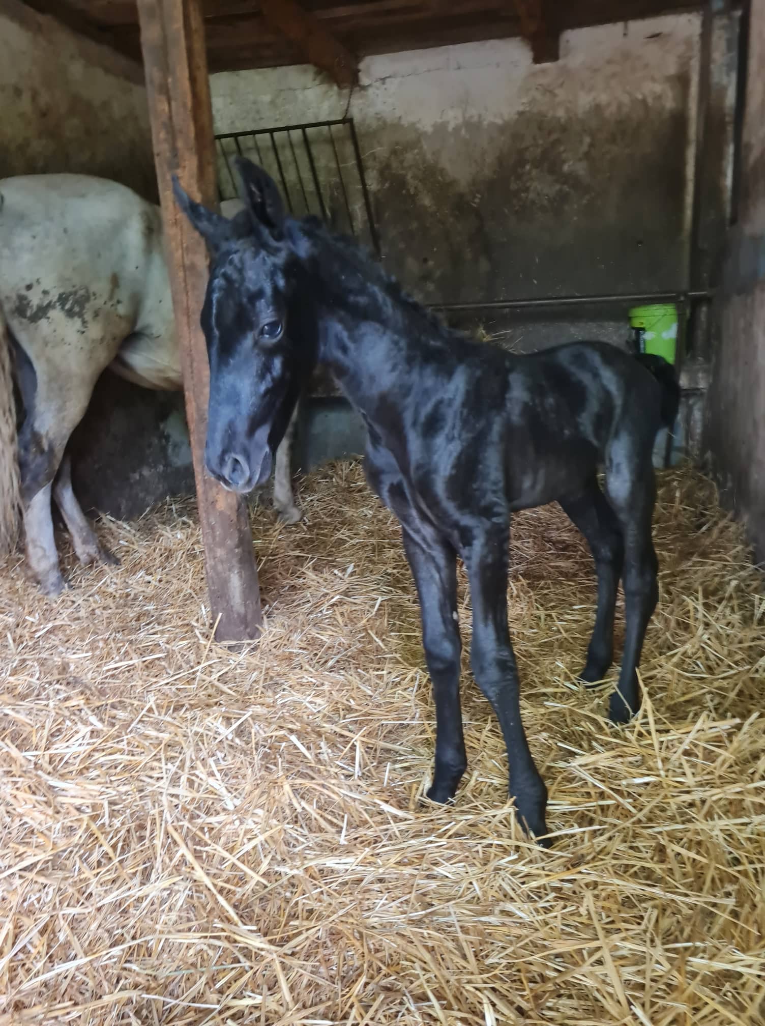 Siglavy Krabbe XII-1