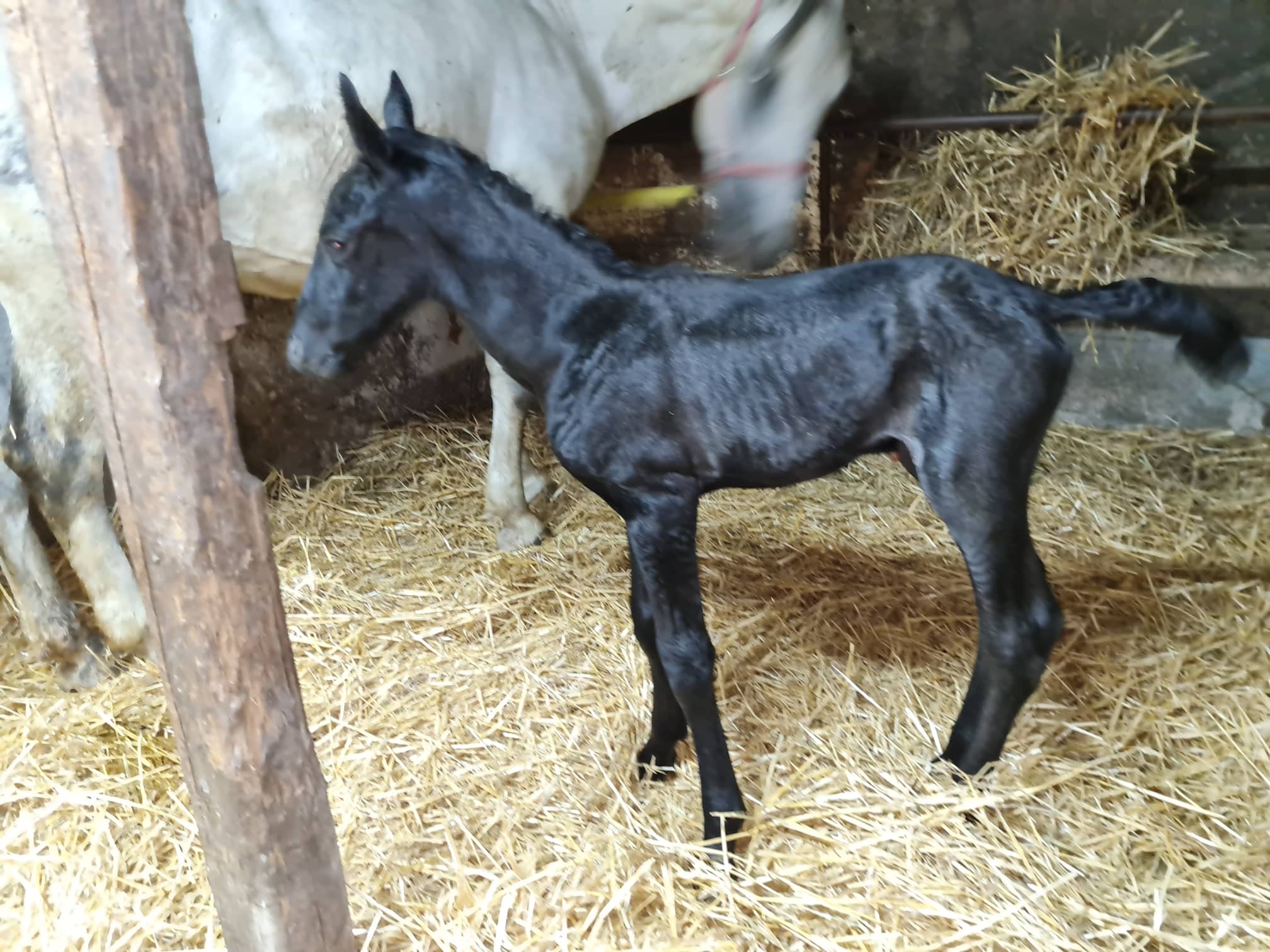 Siglavy Krabbe XII-1