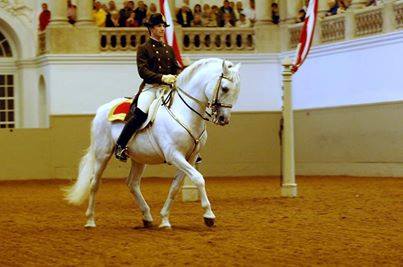 424 Siglavy Mantua I-73