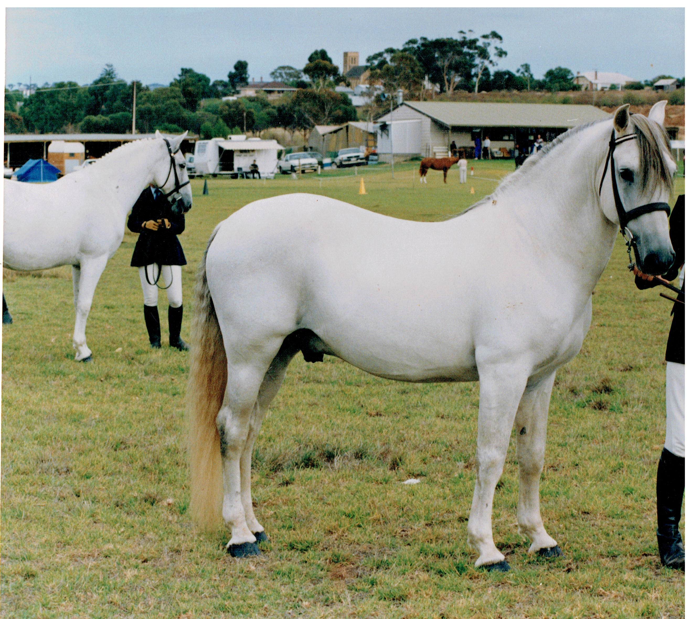 14 Siglavy Trompeta II