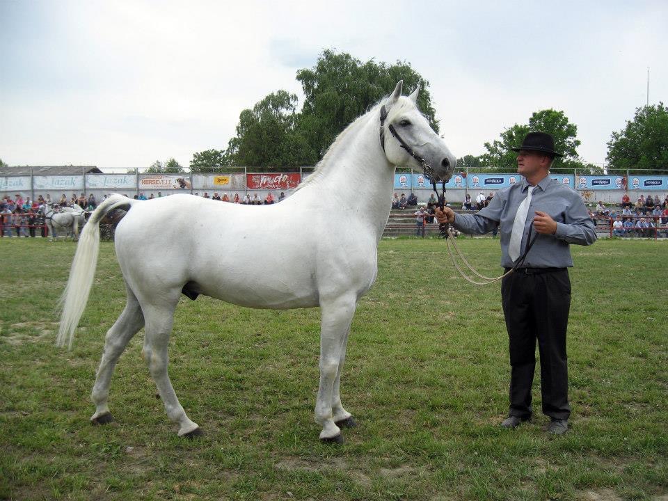 517 Maestoso Betalka XXVI