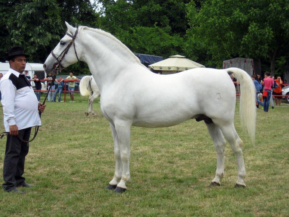 27 Maestoso Trompeta