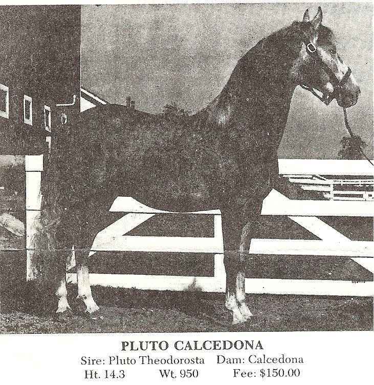Pluto Calcedona