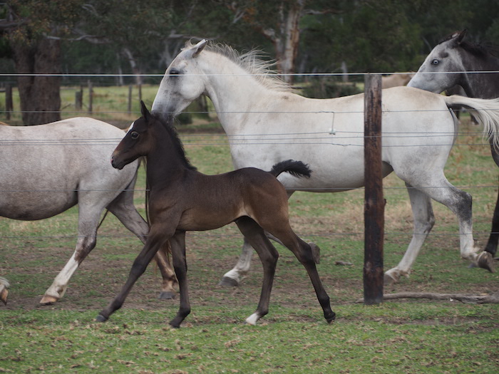 533 Conversano Garafolina