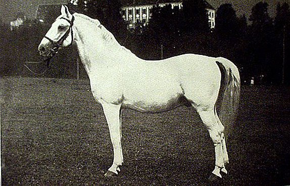 Neapolitano Capriola