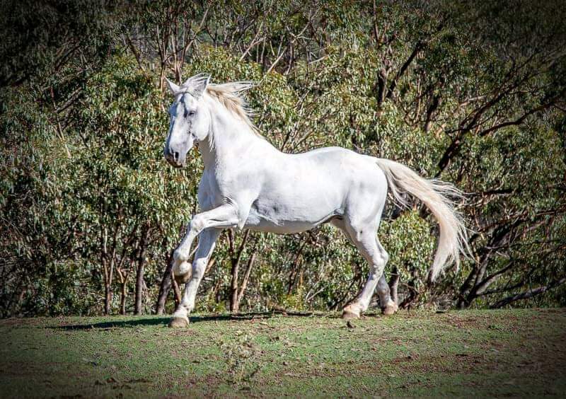 235 Favory Szuzi III